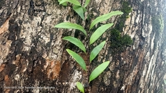Pyrrosia adnascens