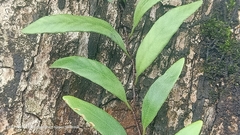 Pyrrosia adnascens