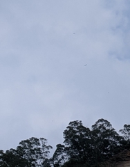 Spilornis cheela