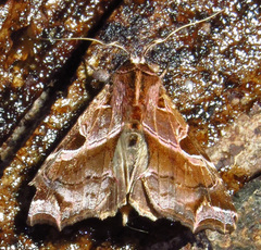 Callopistria floridensis