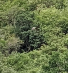 Spilornis cheela