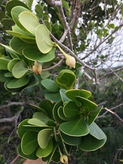 Ternstroemia peduncularis