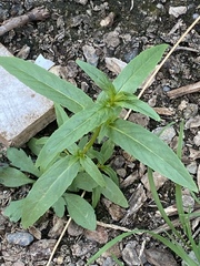 Hygrophila
