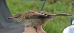 Acrocephalus scirpaceus baeticatus