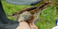 Acrocephalus scirpaceus baeticatus