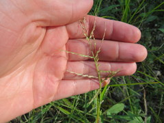 Leptochloa panicoides