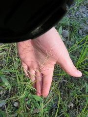 Leptochloa panicoides