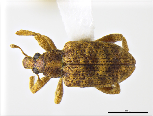 Samoacis planatus photographed in Samoa