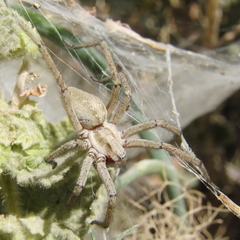 Agelena labyrinthica
