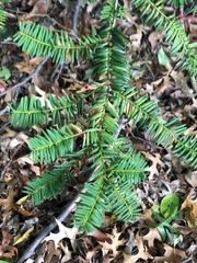 Taxus canadensis
