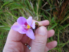 Spathoglottis pacifica