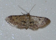 Idaea pervertipennis
