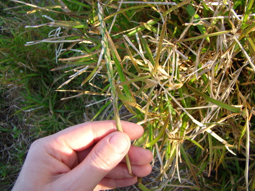 Stenotaphrum secundatum observed 2017-08-06