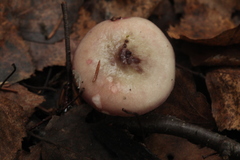 Russula exalbicans