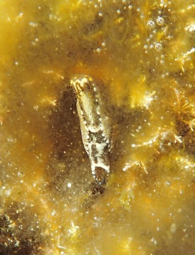 Speckled Swallow-tailed Sea Slug