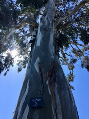 Eucalyptus amplifolia