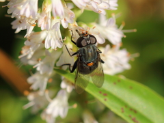 Helophilus hochstetteri