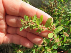 Euphorbia humistrata