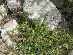 Euphorbia humistrata