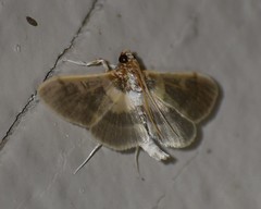 Apilocrocis brumalis