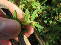 Euphorbia humistrata