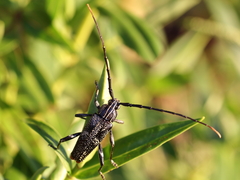 Coptomma variegatum