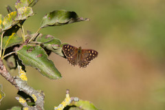 Pararge aegeria