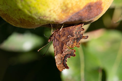 Polygonia c-album
