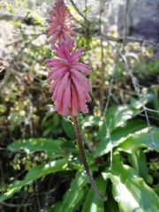Veltheimia bracteata