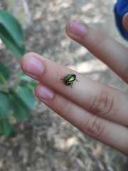 Calligrapha pantherina