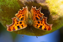 Polygonia c-album