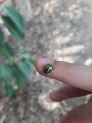 Calligrapha pantherina