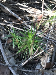 Stylidium productum