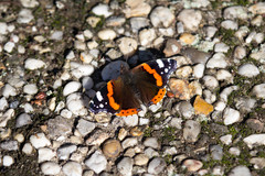 Vanessa atalanta
