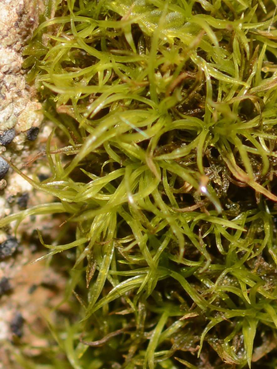 Amphidium tortuosum