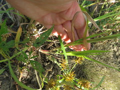 Leptochloa panicoides