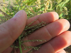 Leptochloa panicoides