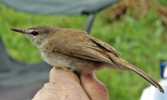 Acrocephalus scirpaceus baeticatus