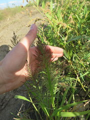 Leptochloa panicoides
