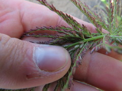 Leptochloa panicoides