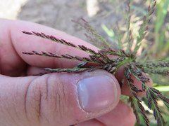 Leptochloa panicoides