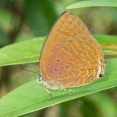Arhopala agrata binghami