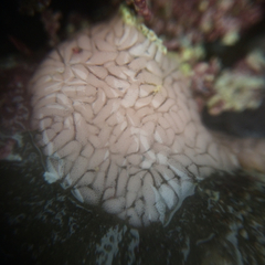 Aeolidia