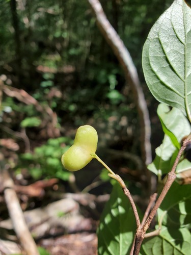 Mostuea brunonis