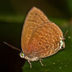 Arhopala agrata binghami