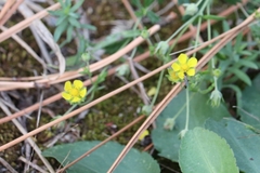 Potentilla diversifolia