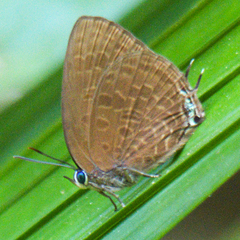 Arhopala agrata binghami