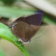 Arhopala agrata binghami