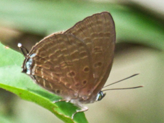 Arhopala agrata binghami
