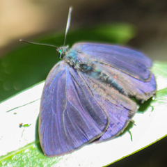Arhopala agrata binghami